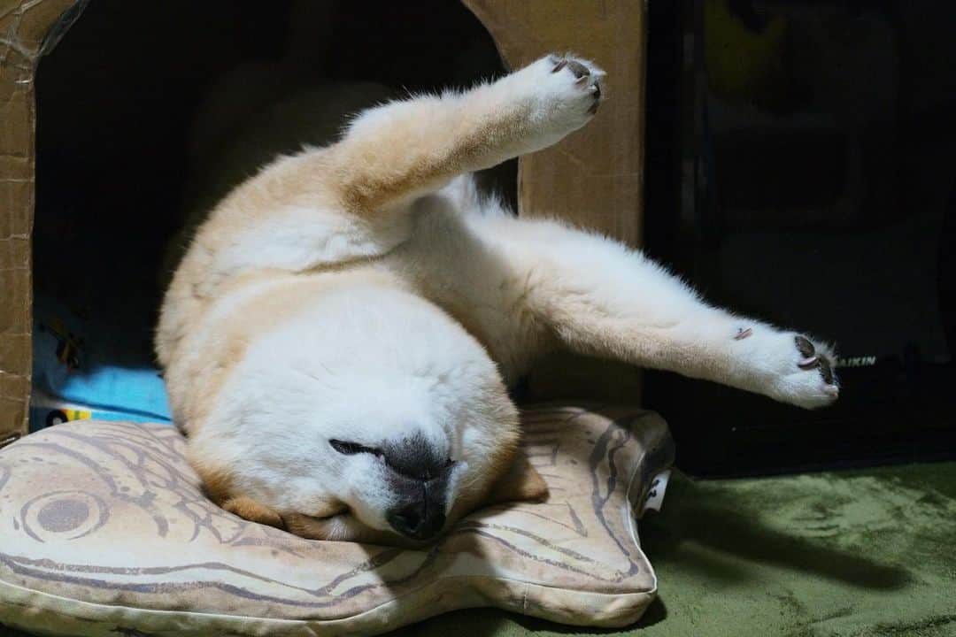 まる（まるたろう）さんのインスタグラム写真 - (まる（まるたろう）Instagram)「Good night!!✨🐶💤✨今日も涼しいからお布団かけて寝ましょうね〜 #はみ出し気味 #MM隊出動 #お手数をおかけします #大変な時は #誰かに頼ってもいいんだよ #甘えちゃおう #パパは甘え過ぎだから #それ以上はダメですよ」6月11日 0時13分 - marutaro