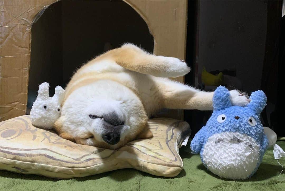まる（まるたろう）さんのインスタグラム写真 - (まる（まるたろう）Instagram)「Good night!!✨🐶💤✨今日も涼しいからお布団かけて寝ましょうね〜 #はみ出し気味 #MM隊出動 #お手数をおかけします #大変な時は #誰かに頼ってもいいんだよ #甘えちゃおう #パパは甘え過ぎだから #それ以上はダメですよ」6月11日 0時13分 - marutaro