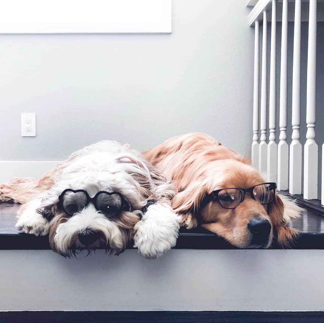 Buddy Boo Blueさんのインスタグラム写真 - (Buddy Boo BlueInstagram)「🤓🤓. They say nerds will rule the world. But these two nerds are totally content staying right here. Just don’t forget their lunch. Or dinner. Or snacks.」6月11日 0時45分 - buddyboowaggytails
