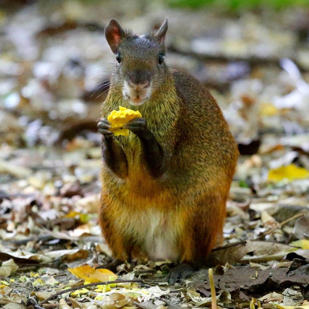 アニマルプラネットさんのインスタグラム写真 - (アニマルプラネットInstagram)「This agouti's teeth are EVERYTHING! They're the only mammals in their native range that can open up the husk of the Brazil nut. They also form bonded pairs and breed year round. . . . . . . . #animalplanetupclose #animalsofinstagram #animalplanet #animaloftheday #wild #wildlife #outdoors #animals #wildanimals #conservation #nature #animallovers #instanature #wildgeography #agouti #cute」6月11日 1時00分 - animalplanet