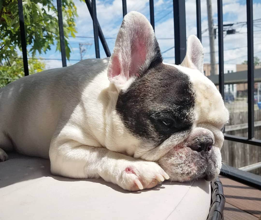 Manny The Frenchieのインスタグラム：「Ugh, I have a hot spot AND its Monday! 😖😓 MOM get the zymox! Plus side, at least its sunny out.」
