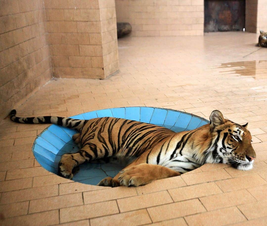 NBC Newsさんのインスタグラム写真 - (NBC NewsInstagram)「A tiger lays in a pool of water inside a cage at a #zoo during hot and humid weather in Lahore, #Pakistan. . 📷 Mohsin Raza / @reuters」6月11日 1時15分 - nbcnews
