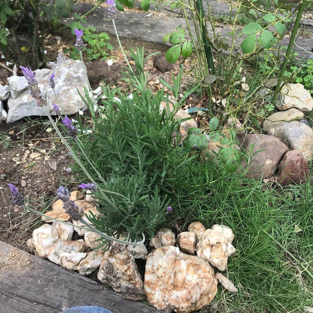 小笠原正典さんのインスタグラム写真 - (小笠原正典Instagram)「ここ1.2週の庭の様子。 【1枚目】 庭のワンシーン。 ギボウシ、斑入りヤブラン、 カラミンサなどなどの緑が 気持ちイイ！ 【2枚目】 バラ、クレア・オースチンの 脇のスペースに サルビア・カラドンナを植えた。 シュッとした感じのサルビア。 バラに合う姿形…のハズ。 見えてないけど、さらに アスチルベを植える。 お店で少し傷んでいるのが可愛そうで  20％オフにしてくれた。 大丈夫！ うちで元気取り戻すから。 アスチルベはあまりお店で見かけないんよね。 【3枚目】 アクセントに石を使う。 我が家の庭、深いところまで掘ると 手前のような白い石、もしくは 右のようなまん丸い石が出てくる。 少し量がまとまり、 置き方に工夫できると ロックガーデンっぽく…なれる！ そもそもは 我が家の庭の大先輩だもの、 上手に共存！(^^)」6月11日 1時28分 - masanori.ogasahara
