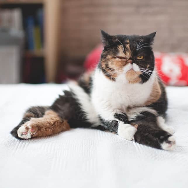 Pudgeのインスタグラム：「What I look like stretching at the gym 🤨 #rbf #dontjudgethepudge」