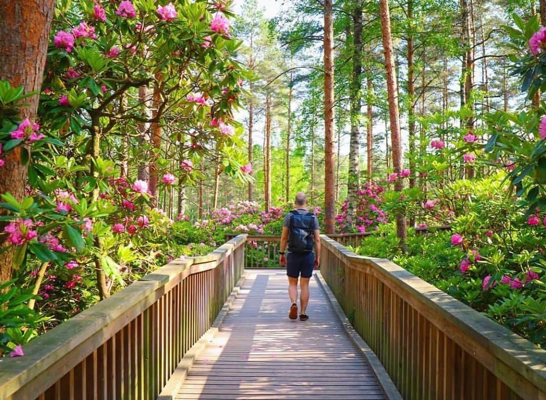 フィンランド政府観光局さんのインスタグラム写真 - (フィンランド政府観光局Instagram)「ヘルシンキのシャクナゲ公園のお花は今が見頃です🌺 ． @samikahko さんの写真。Kiitos！」6月11日 1時48分 - visitfinlandjapan