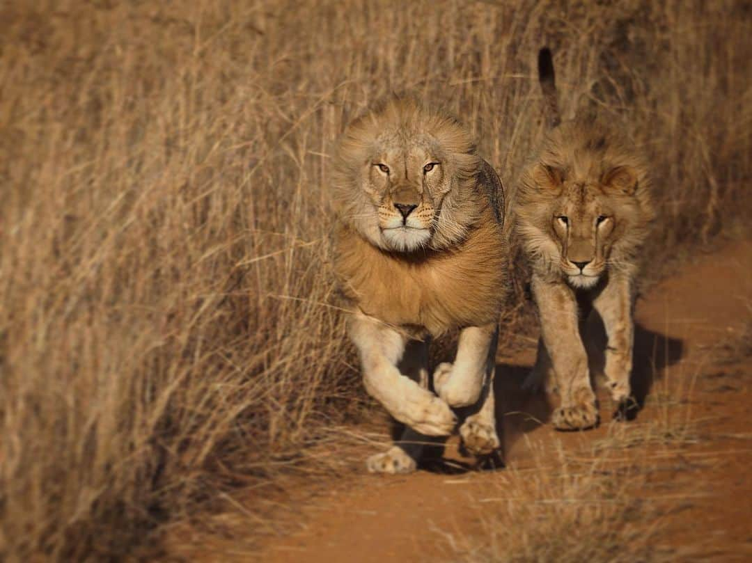 Kevin Richardson LionWhisperer さんのインスタグラム写真 - (Kevin Richardson LionWhisperer Instagram)「I’ve been sorting through years and years of pictures on my computer, looking at the potential of creating a coffee table book which will in essence capture the two decades working with these and other wonderful animals. This picture although not mine, put a smile on my dial when I looked more carefully and saw Yame’s slitty eyes as he ran at speed with George in tow, along the road. It’s moments like these that energize me to continue fighting for these majestic animals with the hope of inspiring people like you reading this, to join the fight to preserve and protect them. #preservehabitat #protectlions #savehabitat #savelions #reconnectwithnature  Photo credit to @grendak #georgeandyame」6月11日 1時57分 - lionwhisperersa