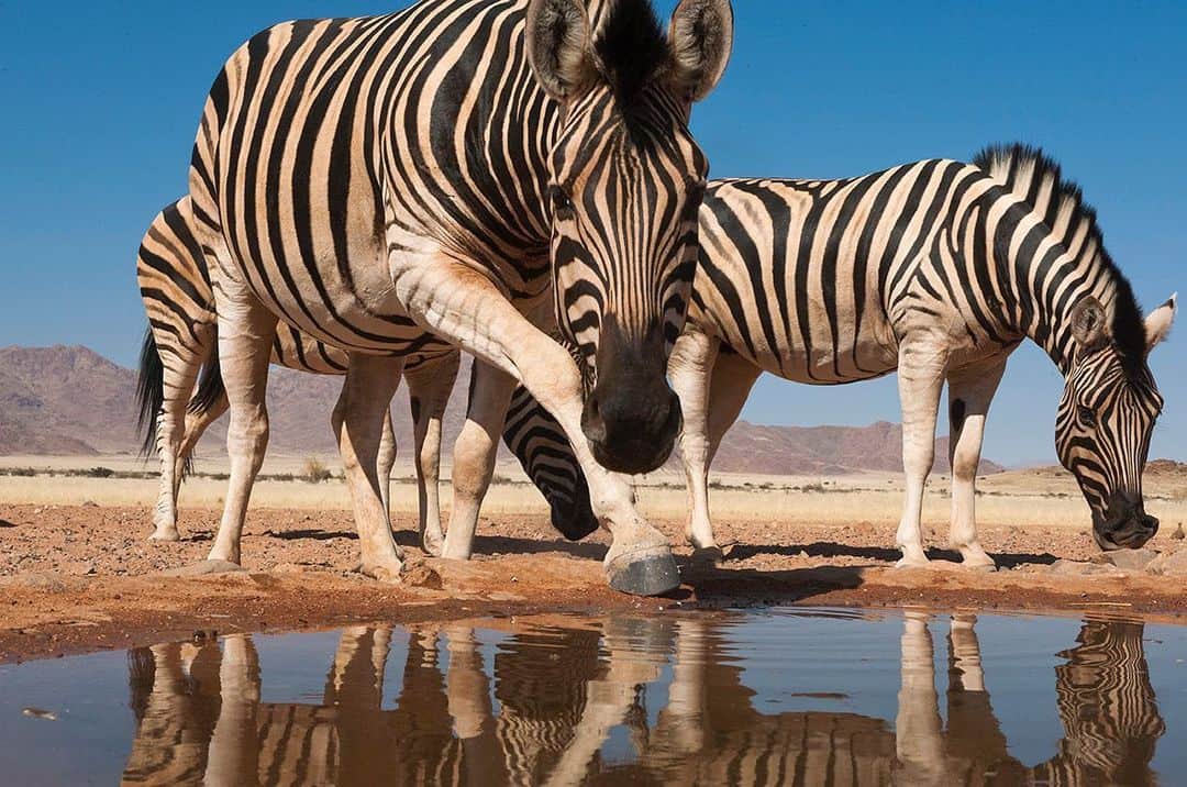 National Geographic Creativeさんのインスタグラム写真 - (National Geographic CreativeInstagram)「Photo by @franslanting | A trio of zebras drink at a water hole in the NamibRand Nature Reserve, Namibia. #Zebra #Wildlife #Namibia」6月11日 1時59分 - natgeointhefield