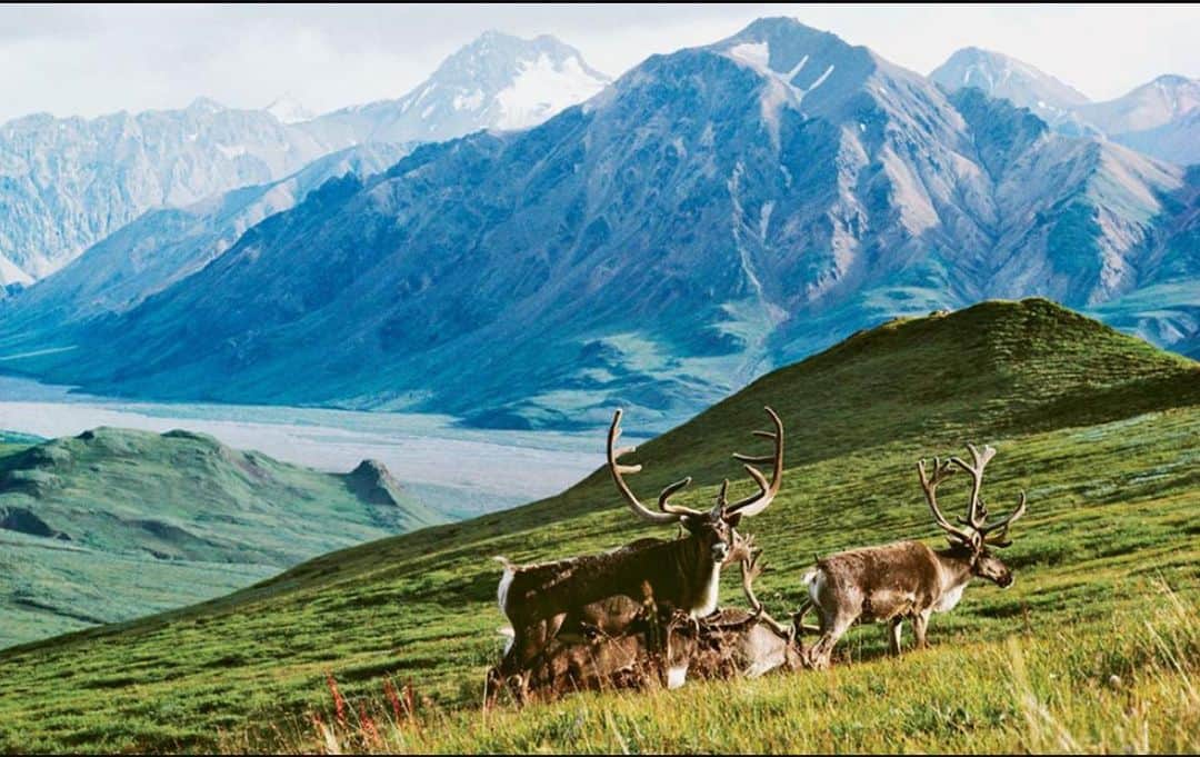 トミー・コールドウェルのインスタグラム：「For the next couple weeks, I’ll be with a small team of Patagonia ambassadors climbing, pack rafting and generally adventuring through the Arctic National Wildlife refuge in an attempt to better understand the threats that climate change and oil extraction place on one the last truly great wilderness. We’ll also be attending the Arctic Indigenous Climate Summit  in Fort Yukon where we will be hearing from Gwich’in chiefs leaders and allies about how this land has sustained them for thousands of years. .  The Arctic National Wildlife Refuge is home to caribou, polar bears and so much more. Please support the Arctic Cultural and Coastal Plain Protection Act to #ProtectTheArctic and restore protections stripped by the 2017 #GOPTaxScam. @clare_gallagher_runs @austin_siadak @slukenelson @lennecefer . . I’m feeling pretty stoked about this new kind of adventure!」