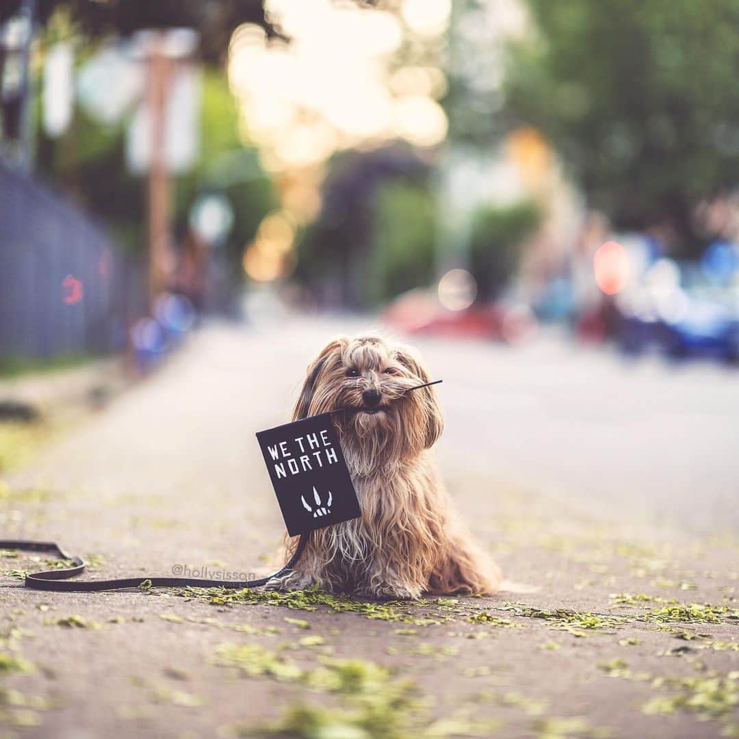Holly Sissonのインスタグラム：「Game day! Tonight’s the night! We are rooting for our Toronto Raptors!  #Toronto #Havanesedog #wethenorth ~ See more of Oliver, and Alice & Finnegan, on their pet account @pitterpatterfurryfeet ~ Canon 1D X MkII + 85 f1.4L IS @ f1.4 (See my bio for full camera equipment information plus info on how I process my images. 😊)」