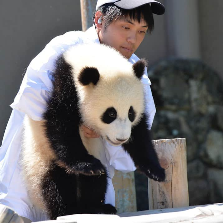 パンダ（白浜）さんのインスタグラム写真 - (パンダ（白浜）Instagram)「🐼 😊 #HELLOLITTLE 🐼🐼🐼 #ハローリトル #baby #pandamental #hellopanda #ハローパンダ #パンダグラビア and #panda #pandababy 🐼🐼🐼 ⭐︎『HELLO LITTLE』IN STORE NOW⭐️ #結浜 trying slider...☺️」6月11日 2時10分 - hellopanda_book