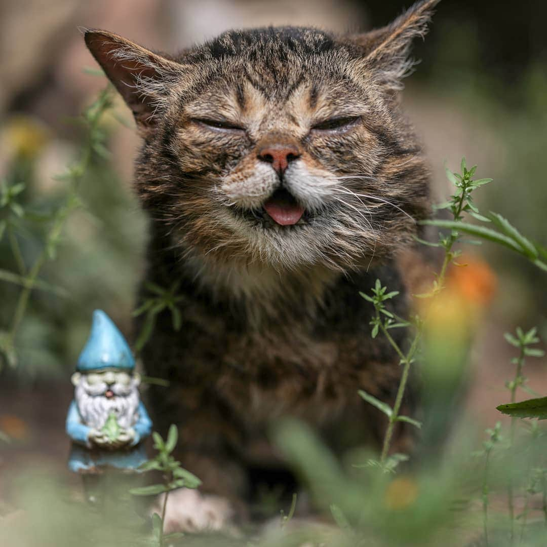 Lil BUBさんのインスタグラム写真 - (Lil BUBInstagram)「Uncanny resemblance.」6月11日 2時46分 - iamlilbub