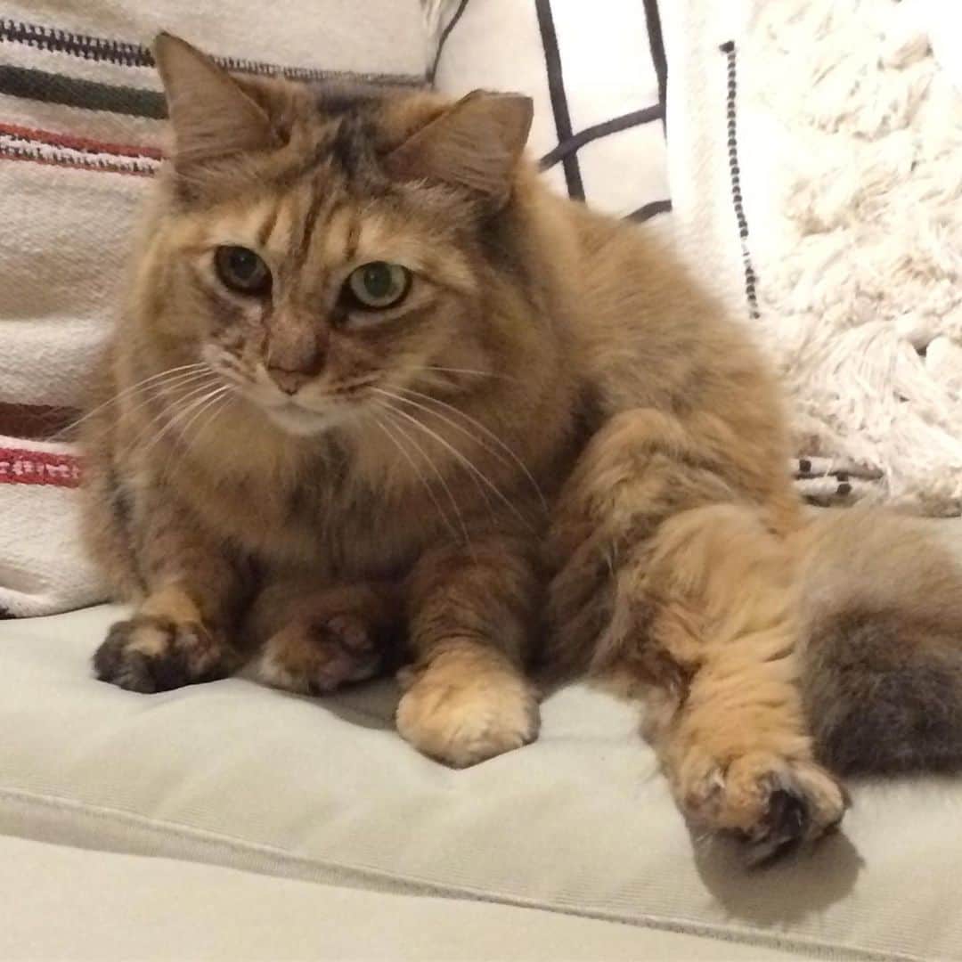 岡田屋鉄蔵のインスタグラム：「長考に入りましたのポーズ」