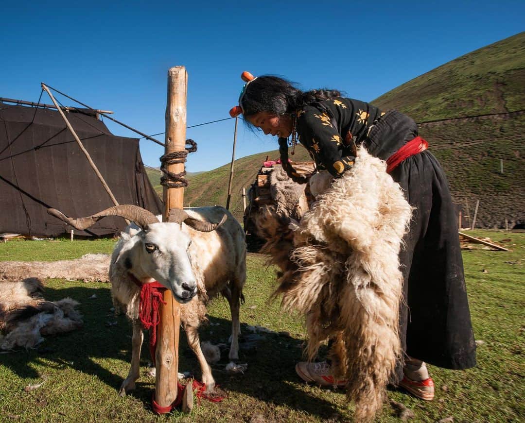 Michael Yamashitaさんのインスタグラム写真 - (Michael YamashitaInstagram)「Sponsored by @sonysingapore | A Tibetan nomadic woman tends to her sheep, sheering its wool. Sony's acclaimed AI-based Real-time Eye Autofocus has evolved to a new level, now providing reliable real-time eye autofocus for animals, locking immediately on the sheeps eyes.  EXIF: 1/60sec, f/13, ISO100 #SonyAlpha #A7RIII + #SonyGMaster #SEL1635GM #SonyEyeAF @sonysingapore」6月11日 4時20分 - yamashitaphoto