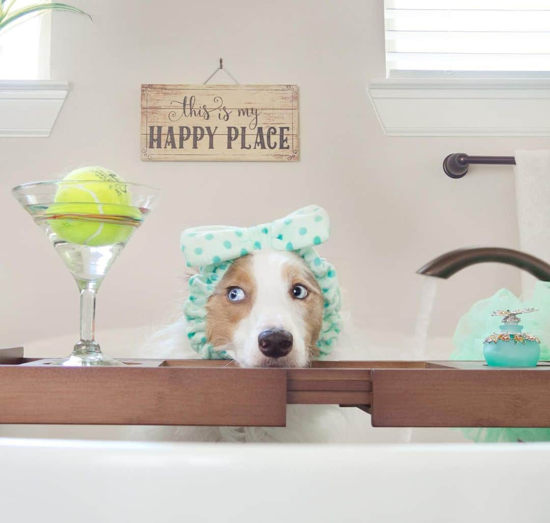 Jazzy Cooper Fostersさんのインスタグラム写真 - (Jazzy Cooper FostersInstagram)「A bath and a balltini after playing in the mud. 🛀🏽🍸🎾」6月11日 5時11分 - bordernerd