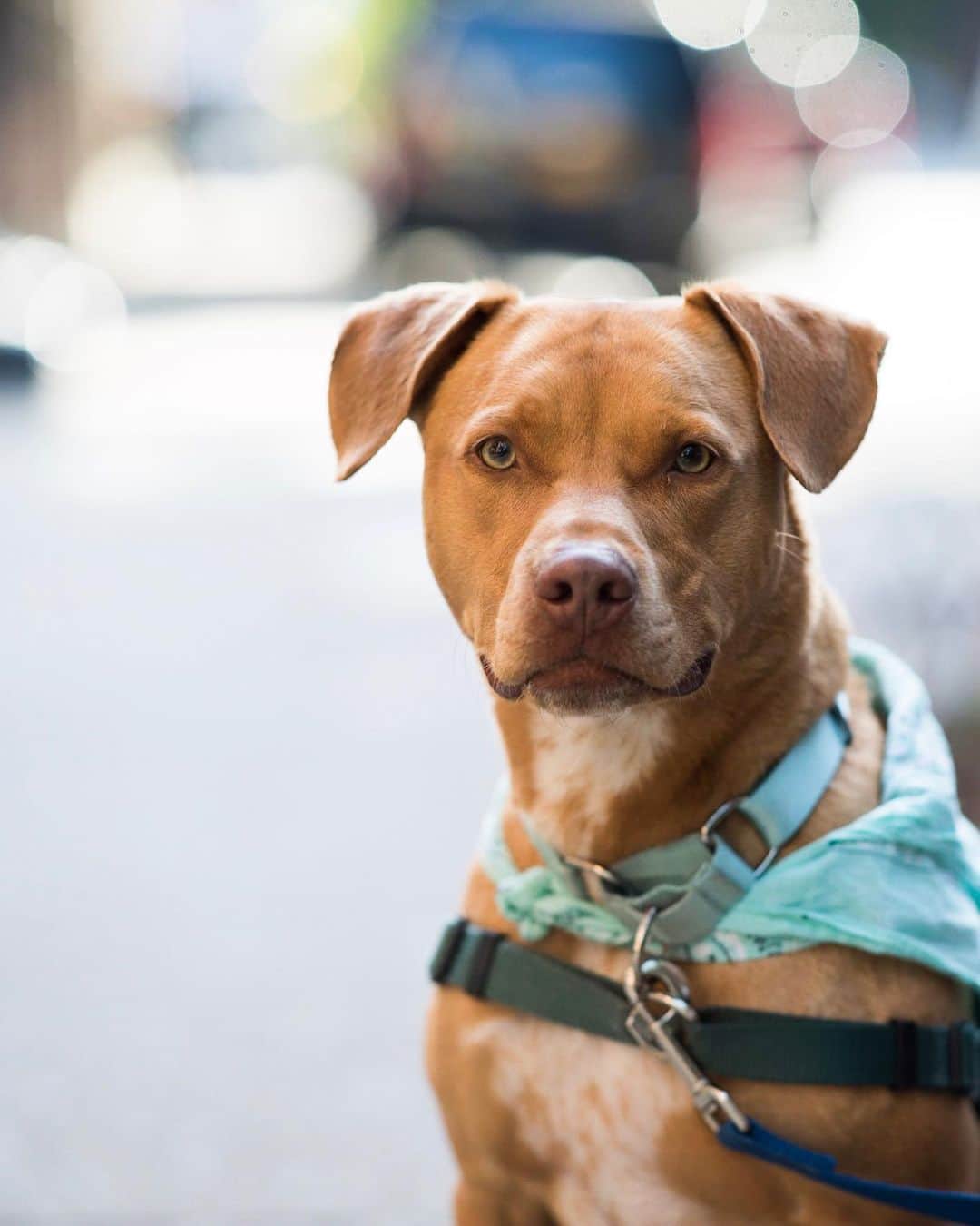 The Dogistさんのインスタグラム写真 - (The DogistInstagram)「Jax, Pit Bull mix (5 y/o), Charles & Bleecker St., New York, NY • “We got locked out of the apartment and we were going to have to drill the door. At first he was just crying inside, but then he was like f*ck it and started clawing at the handle. It took him two minutes. The locksmith still charged us.”」6月11日 5時48分 - thedogist