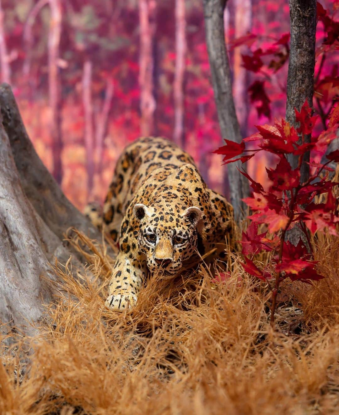 スミソニアン博物館さんのインスタグラム写真 - (スミソニアン博物館Instagram)「Hey there! I’m Siobhan Starrs, and I’ll be taking over the Smithsonian Instagram account for the week. I’m the Project Manager for the just-opened #DeepTime fossil hall at @SmithsonianNMNH, where I’m captain of the immense team of people who made it possible. I’ve been working on this for more than 10 years! What excites me the most is that for the first time we connect the strange and wonderful history of life on Earth to what’s happening right now. And it’s a REALLY BIG story.  The nine dioramas in the exhibition (by Hockley Studios) help tell that story in a small space. They bring ancient animals, plants, and the landscapes they inhabited to life. With stunning landscape paintings by Dwayne Harty and leaves and animals as tiny as a few millimeters long, these landscapes are as artful as they are accurate.  Look closely for some hidden “Easter eggs,” such as the roosting bats in the Paleogene Forest scene or the Arctic hare hidden in the ice sheets around 20,000 years ago.」6月11日 5時51分 - smithsonian