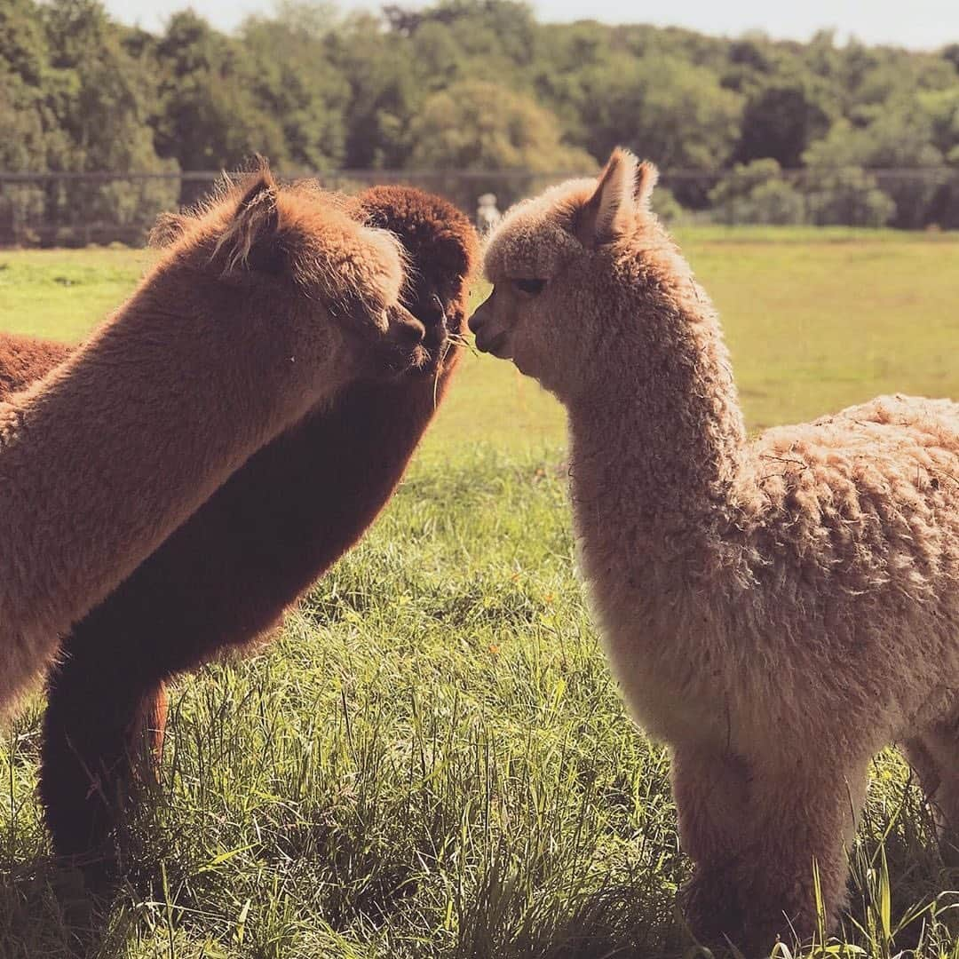 ELLE Magazineさんのインスタグラム写真 - (ELLE MagazineInstagram)「"What's the 411? What's the hot gossip? Tell me everything." #RG: @naturalicefarm」6月11日 5時52分 - elleusa