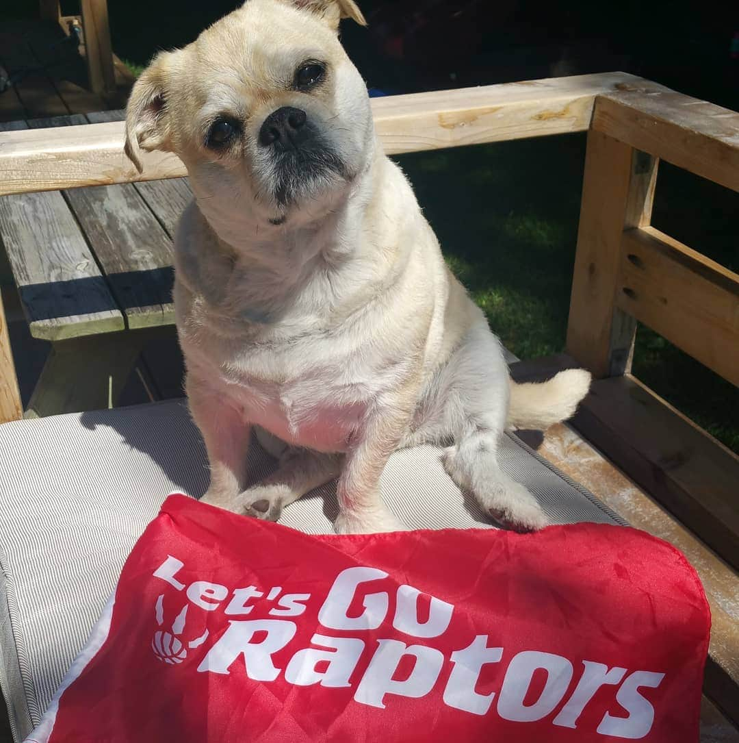 LuigiThePugTzuのインスタグラム：「Let's do this! #goraptors #gameday #torontoraptors #adoptdontshop #rescue #keelyafternoontea #beoncanadianpugs」