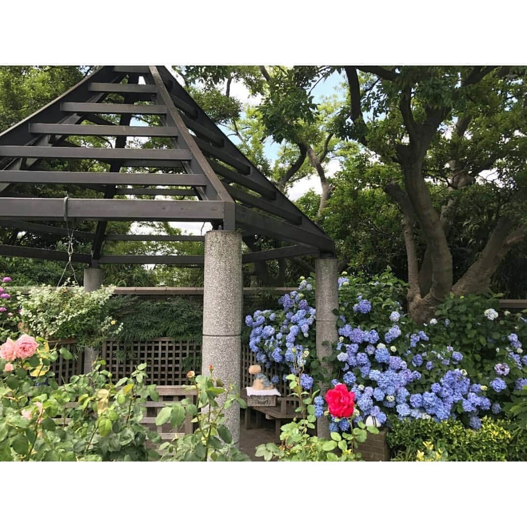 東京カメラ部 横浜分室さんのインスタグラム写真 - (東京カメラ部 横浜分室Instagram)「「梅雨入り」 . 先週関東でも梅雨入りが発表されましたね。 写真は本日6月11日に撮影。 元町・中華街駅6番出口から直結しているアメリカ山公園ではアジサイも咲き始めています。 今ならバラとのコラボレーションもお楽しみいただけます♪ 元町・中華街駅をご利用いただいた際には、ぜひアメリカ山公園にもお立ち寄りください。 . みなとみらい線公式Facebook「わたしの横浜4.1キロさんぽ」で横浜の魅力を発信中！ そちらも是非ご覧下さい！<PR> . #みなとみらい線フォト散歩 #みなとみらい線フォトさんぽ #みなとみらい線 #横浜 #新高島 #みなとみらい #馬車道 #日本大通り #元町中華街 #yokohama #東京カメラ部 #Japan #photo #写真 #日本 #横浜カメラ部 #神奈川カメラ部 #kanagawaphotoclub #japan_daytime_view #japan_vacations #motomachi #アメリカ山公園 #あじさい #バラ #梅雨 #hydrangea #rose #rainyseason #花好きな人と繋がりたい #myyokohama」6月11日 17時02分 - tcc.yokohama
