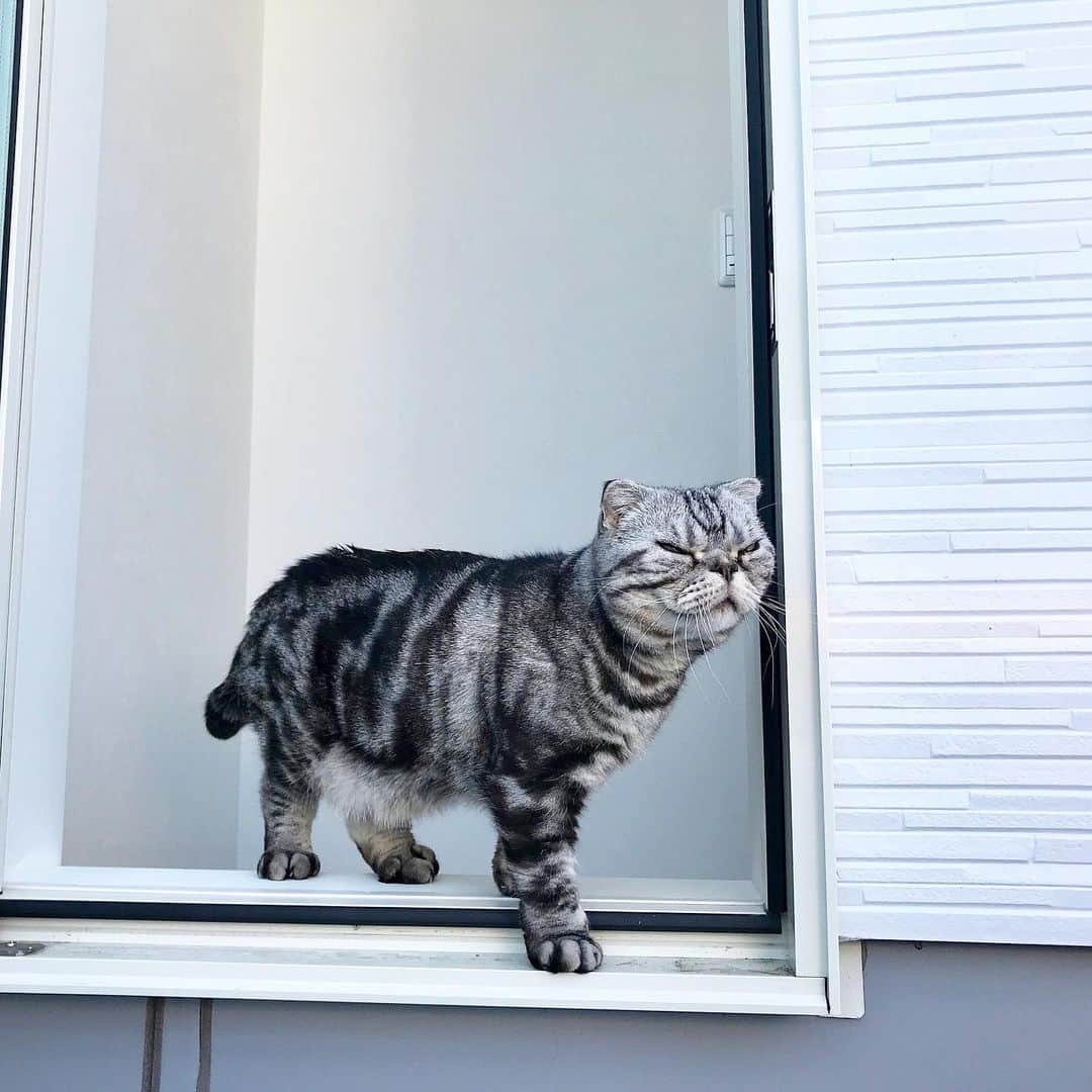 Shishi-maruのインスタグラム：「🐱The smell makes me hungry! ※ my house is near the meat restaurant. 🐱近所のレストランからお肉が焼ける匂いがしてきて、ぬ〜んとしている猫、ししまる。 ーーーーーーーーーーー 📕「ぷっちねこ。」「3匹のちいさな猫を召喚できたなら」「ちいさな猫を召喚できたなら」徳間書店より単行本発売中 ーーーーーーーーーーー ⭐︎ねこ漫画を描いています→@tacos_cat 🐱公式→@chiisanacat 🌺Twitter →@taco_emonemon ーーーーーーーーーーー」