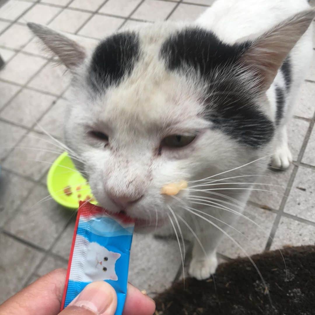 Kachimo Yoshimatsuさんのインスタグラム写真 - (Kachimo YoshimatsuInstagram)「お待たせ！ #uchinonekora #nanakuro #ちゅーる #neko #cat #catstagram #kachimo #猫 #ねこ #うちの猫ら http://kachimo.exblog.jp」6月11日 15時57分 - kachimo
