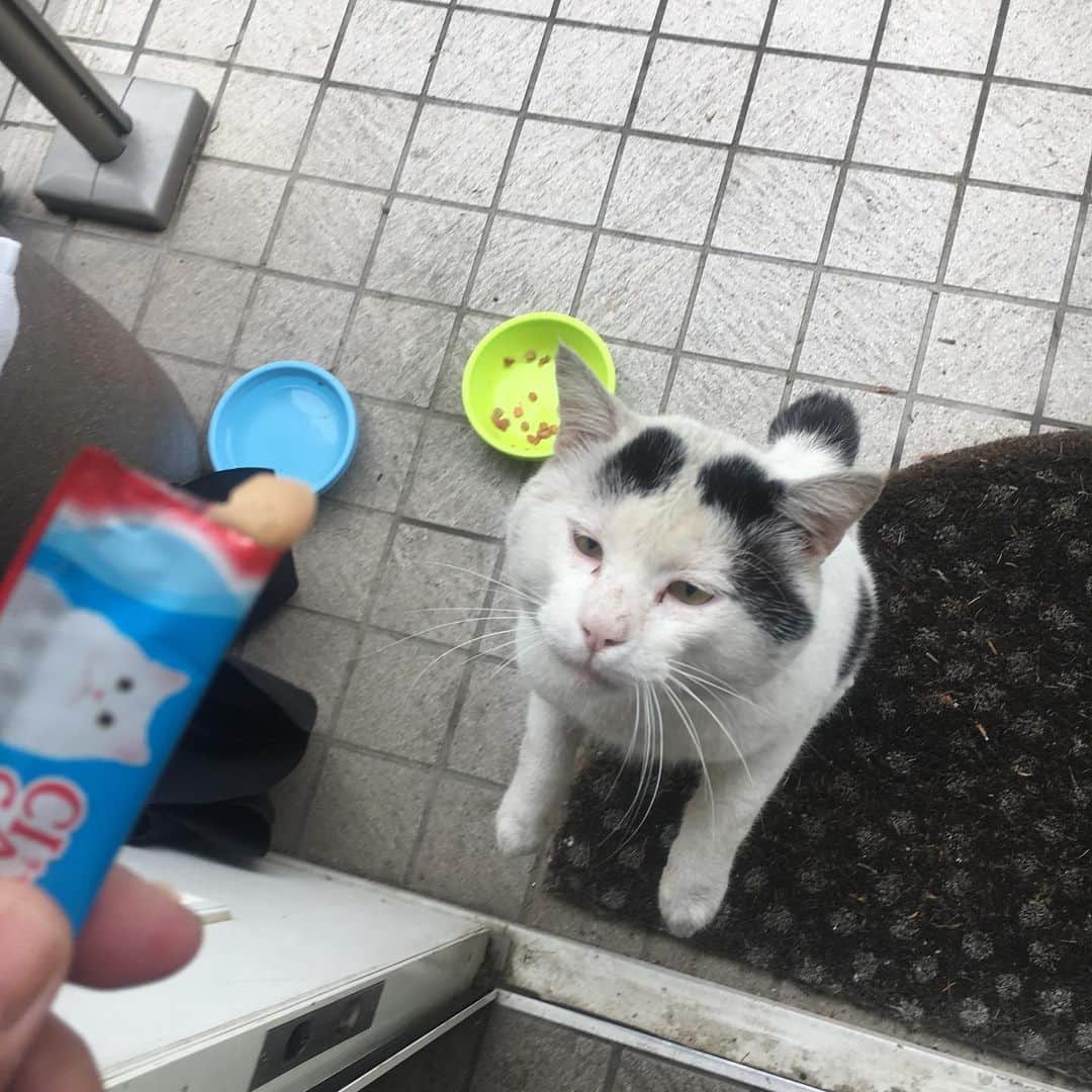 Kachimo Yoshimatsuさんのインスタグラム写真 - (Kachimo YoshimatsuInstagram)「お待たせ！ #uchinonekora #nanakuro #ちゅーる #neko #cat #catstagram #kachimo #猫 #ねこ #うちの猫ら http://kachimo.exblog.jp」6月11日 15時57分 - kachimo
