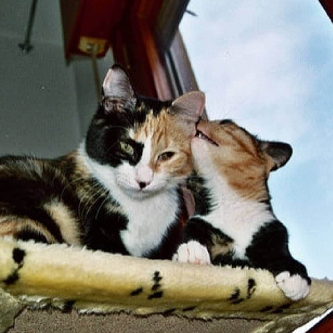 CatStockerさんのインスタグラム写真 - (CatStockerInstagram)「Hello! #catstocker is here!  Follow our FURRriend @tessa_cats  Scroll right for more pictures 👉 . . . . . . #cat #neko #mačka #chat #kočka #котка #kot #кіт #mače #кошка #кот #katze #gato #gatto #kissa #kattunge #猫 #고양이 #貓 #kedi #köttur  #子猫 #חתול #кішка #gatinho #котенок #子猫 #gatito #kitten」6月11日 16時26分 - catstocker