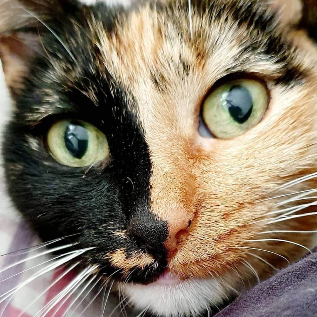 CatStockerのインスタグラム：「Hello! #catstocker is here!  Follow our FURRriend @tessa_cats  Scroll right for more pictures 👉 . . . . . . #cat #neko #mačka #chat #kočka #котка #kot #кіт #mače #кошка #кот #katze #gato #gatto #kissa #kattunge #猫 #고양이 #貓 #kedi #köttur  #子猫 #חתול #кішка #gatinho #котенок #子猫 #gatito #kitten」