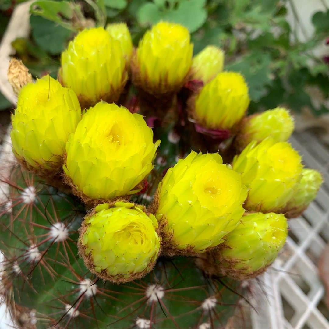鈴木渉さんのインスタグラム写真 - (鈴木渉Instagram)「所狭しと咲き誇るサボテンの花。実家の父との昼食を終え庭に出てみるともう萎んでた。正味一時間くらいか、儚い。しかしとても綺麗。  #cactusflower」6月11日 16時35分 - watarumble0223