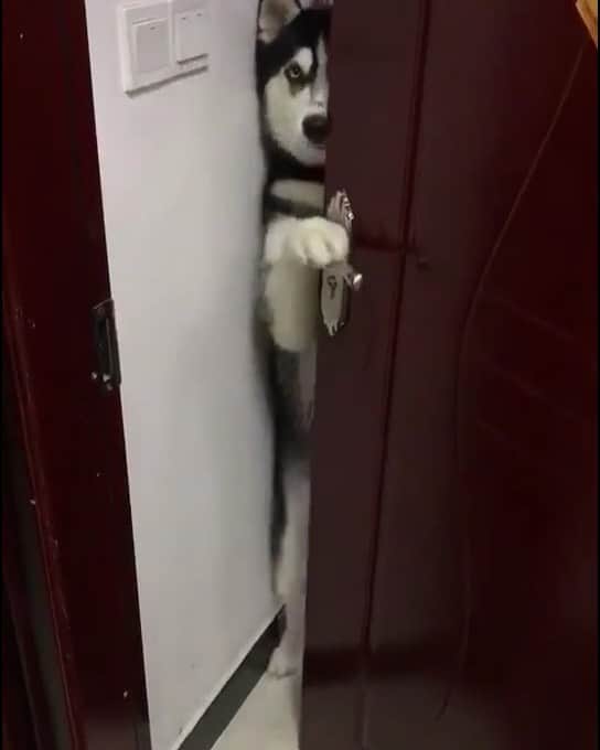 husky and malamuteのインスタグラム：「From today onward，I can open the door by myself.👍🏻👍🏻🤣🤣」