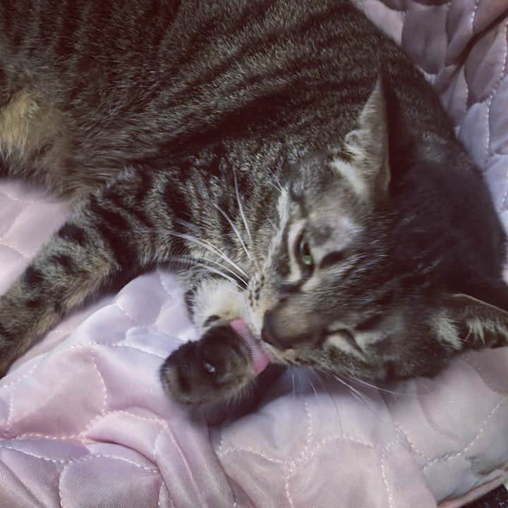 小嶋晶子のインスタグラム：「Time for a morning bath!🐈🚿🐾 #cat #cats #browntabby #catsofinstagram #catstagram #neko #nekostagram #ねこ #ねこ部 #ねこすたぐらむ #きじとら #きじとらねこ #きじとら女子 #きじとら部 #ネコ #ネコ部  #キジトラ #キジトラネコ #キジトラ部 #かぎしっぽ #かぎしっぽ猫部 #カギしっぽ #カギしっぽ猫 #お腹ハゲてる」