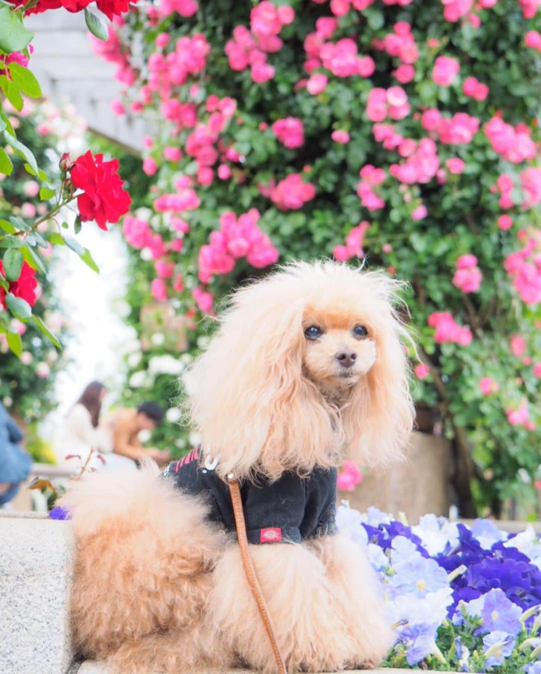Toypoodle Mikuru?Asakusa Tokyoのインスタグラム：「In Yokohama. 山下公園のバラ🌹 as know as de wan 第17期ppモデル同期会。 ちょうど みくるの手術前のお出かけでした☺️ . 先月の事なのに、随分昔の事のような気がするなぁ... 20190512 Sunday pic . #横浜 #第17期ppモデル #第17期ppgirl」