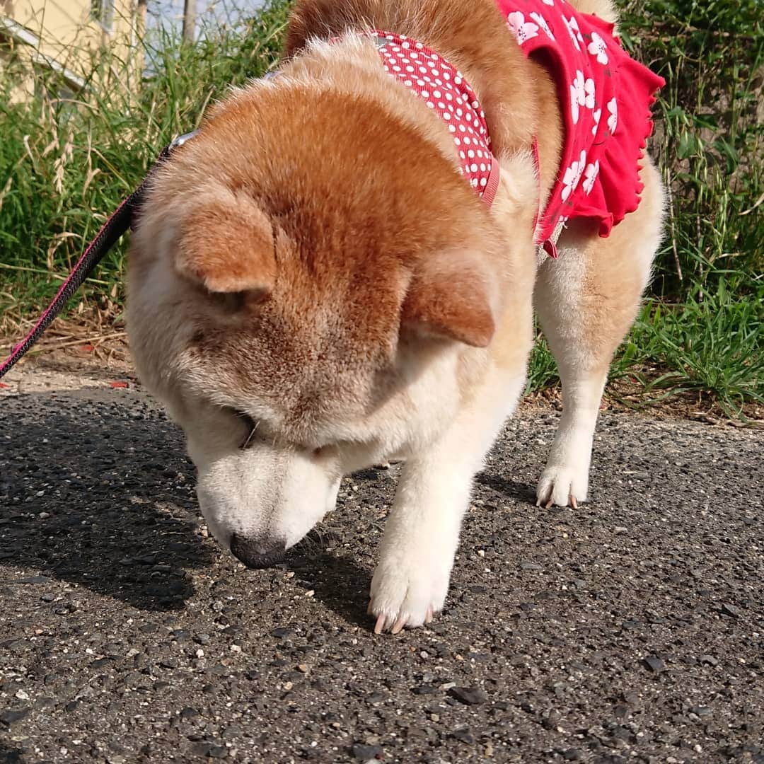 柴子さんのインスタグラム写真 - (柴子Instagram)「おはようございます。 暑くなく清々しい朝。 出すもの出してスッキリな柴子(仮名)さん。 今日も一日、頑張って寝ていましょう(笑) #柴犬　#shibainu #shibastagram」6月11日 8時28分 - senogawadogs