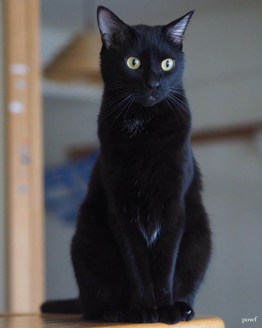 anemone_69のインスタグラム：「. #ハカセとキョウジュ #blackcat #黒猫 #cat #猫 #保護猫 . . .」