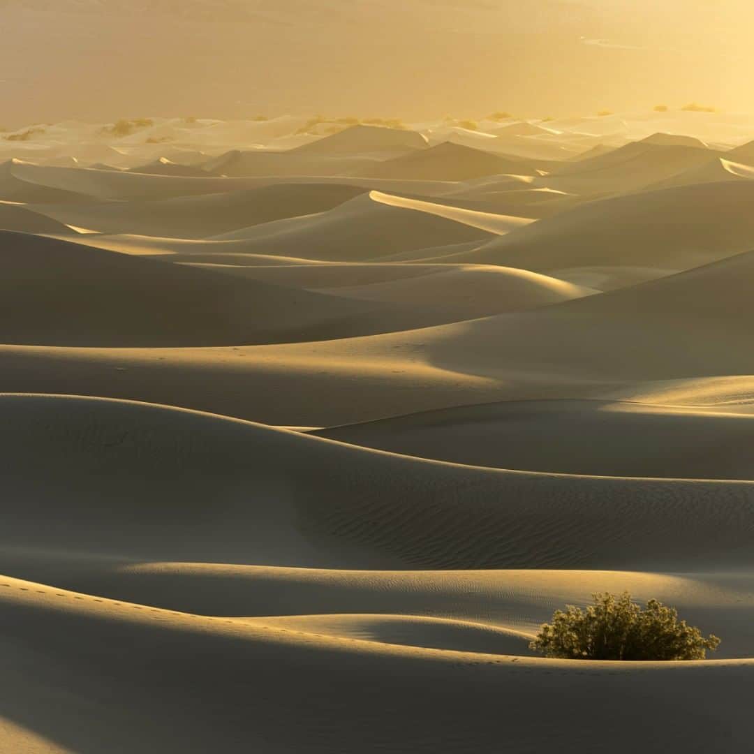 アメリカ内務省さんのインスタグラム写真 - (アメリカ内務省Instagram)「Of all of the dunes in Death Valley #NationalPark, Mesquite Flat Dunes are the most famous and easiest to visit. For #dunes to exist there must be a source of sand, prevailing winds to move the sand and a place for the sand to collect. The park’s eroded canyons and washes provide plenty of sand, the wind seems to always blow and there are several areas where the sand is "trapped" by #geographic features. This means visitors to this #California wonder can enjoy moments like this stunning sunrise. Photo by Derek Neumann (www.sharetheexperience.org). #usinterior #travel #FindYourPark」6月11日 9時05分 - usinterior