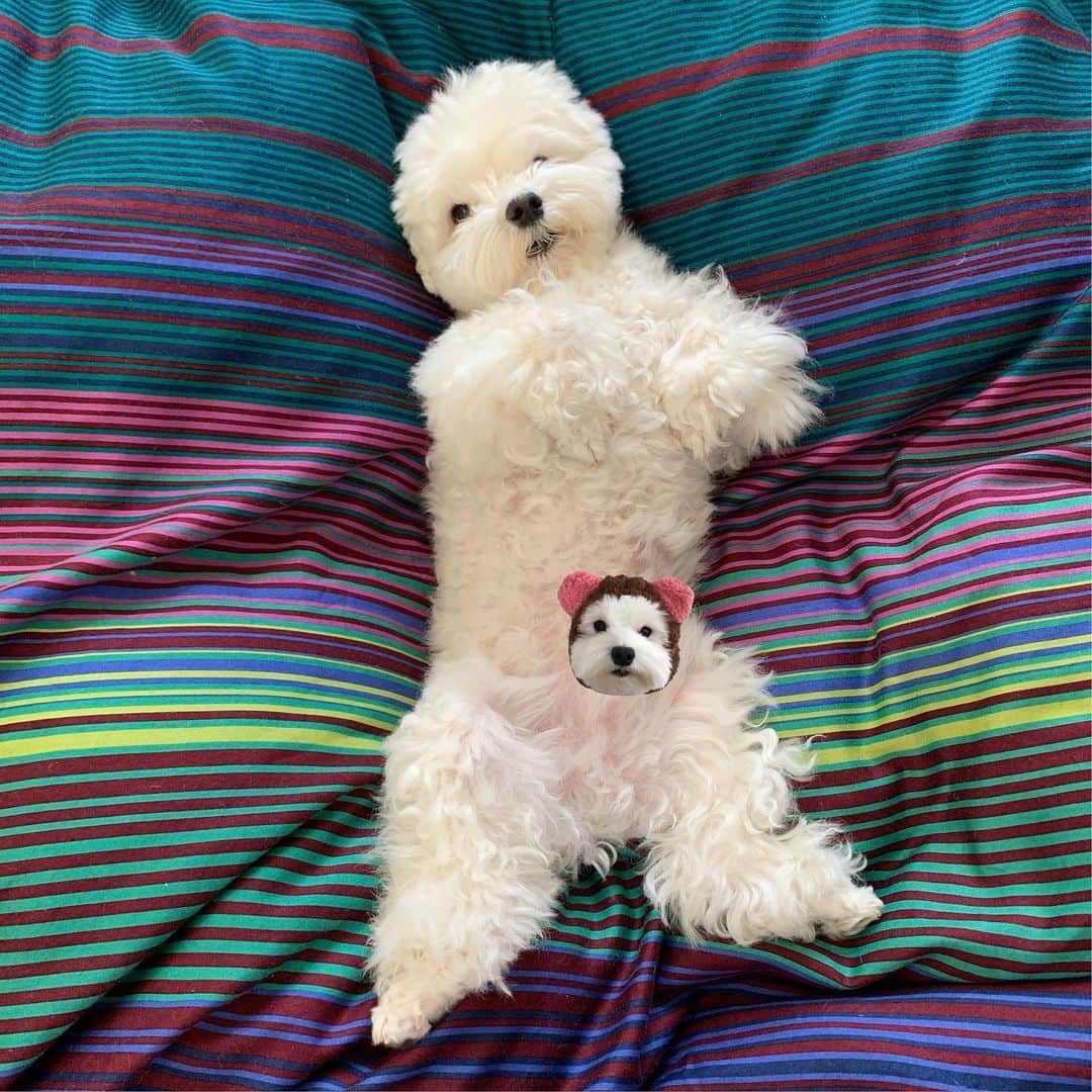 セロリさんのインスタグラム写真 - (セロリInstagram)「【TEDと一緒に】 クマだーっ。 怖いよーっ。 #maltese #マルチーズ #TED #malteseofinstagram #maltese101 #malteser #malteseofficial #maltesedog #dog #instadog #dogstagram #dogoftheday #doglovers #instapet #adorable #ilovemydog  #ペット #わんこ #ふわもこ部 #犬のいる暮らし #いぬら部  #いぬすたぐらむ #サマージャンボいくらクジエントリー受付中」6月11日 9時14分 - celeryrabbit