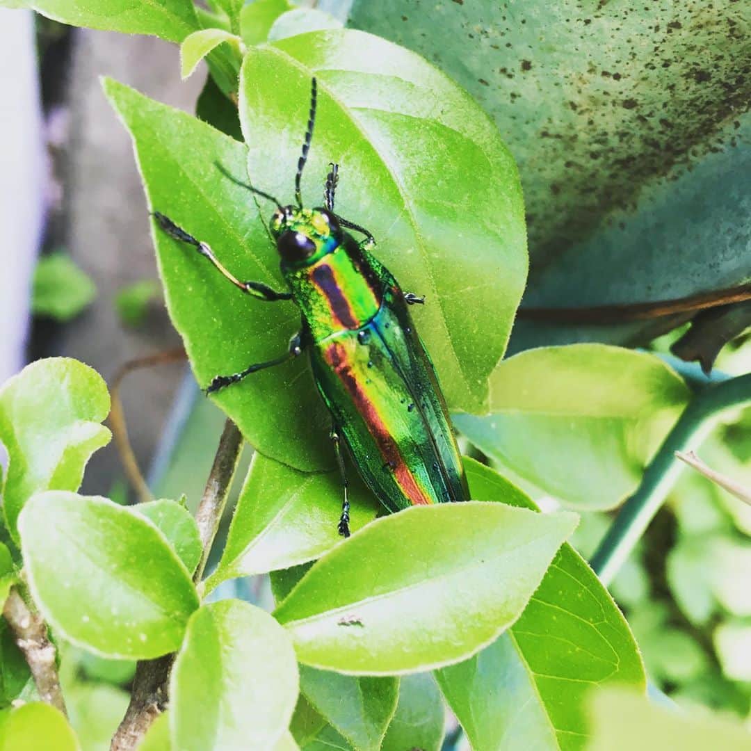 高岡早紀 さんのインスタグラム写真 - (高岡早紀 Instagram)「朝の散歩。 キレイな色の虫みつけたー  #玉虫」6月11日 9時43分 - saki_takaoka