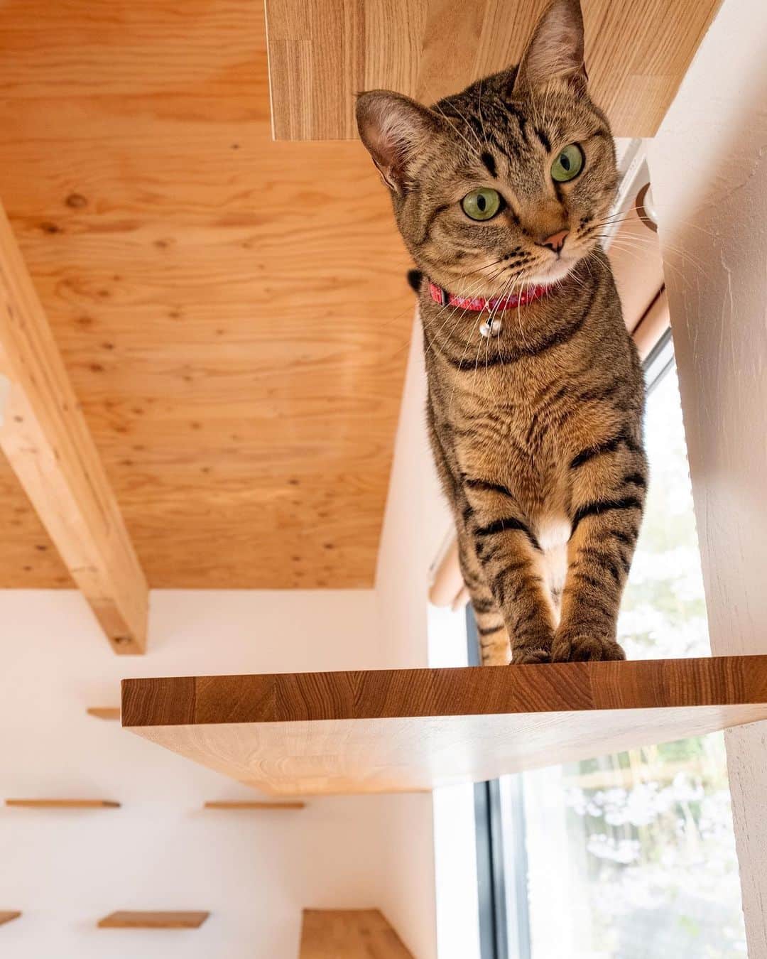 ソラマド香川のインスタグラム：「猫と暮らすソラマドの家。 キャットウォークを設置し、窓から外を見ることができる猫も暮らしやすいソラマドの家となっております。 ・ ・ --★--------------------------------★-- 「ソラマドの家」資料請求はこちら →@request.soramadokagawa 「ソラマドの家」施工例はこちら →@soramado_kagawa --★--------------------------------★-- ・ ・ #soramado #ソラマド #ソラマドの家 #ソラマドキッチン #インテリア #マイホーム #モデルハウス #家づくり #リフォーム #中庭のある家 #中庭 #設計 #設計事務所 #注文住宅 #施工事例 #自然素材 #住まい #平屋 #平屋暮らし #木の家 #おしゃれな家 #暮らし #漆喰 #螺旋階段 #香川の家 #宇多津町 #センコー産業 #ソラマド香川 #香川県工務店 #香川工務店」