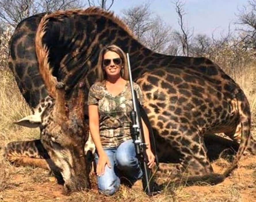 のインスタグラム：「Repost from @karmagawa ⚠WARNING GRAPHIC IMAGES⚠ Here’s a hunter posing with a rare black giraffe, which she killed in 2018. In 2018, an investigation uncovered that nearly 4,000 giraffe-derived trophies were imported in the U.S. over the last decade. She told CBS News that she made decorative pillows and a gun case out of the giraffe and she also ate some of its meat. She has shown absolutely no remorse for killing this beautiful creature. Hunting a giraffe is legal in South Africa if it has been pre-arranged with a game park. However, this story raises questions about giraffes being killed for trophies, especially given that there are less than 100,000 on the planet, and their population has decreased 40% in just the last 30 years. The controversial business of trophy hunting, in which hunters pay for permission to shoot rare animals, raises large amounts of money And it is often justified with claims about the funds being raised from hunters being put back into animal conservation. The big game industry in South Africa – from hunting to breeding to tourism – is worth $2 billion per year. What are your thoughts on this situation? Please share this post with your followers and let’s all have a civil discussion in the comments below as the world is what we make it! Repost from @natures #savethegiraffes #endextinction #karmagawa」