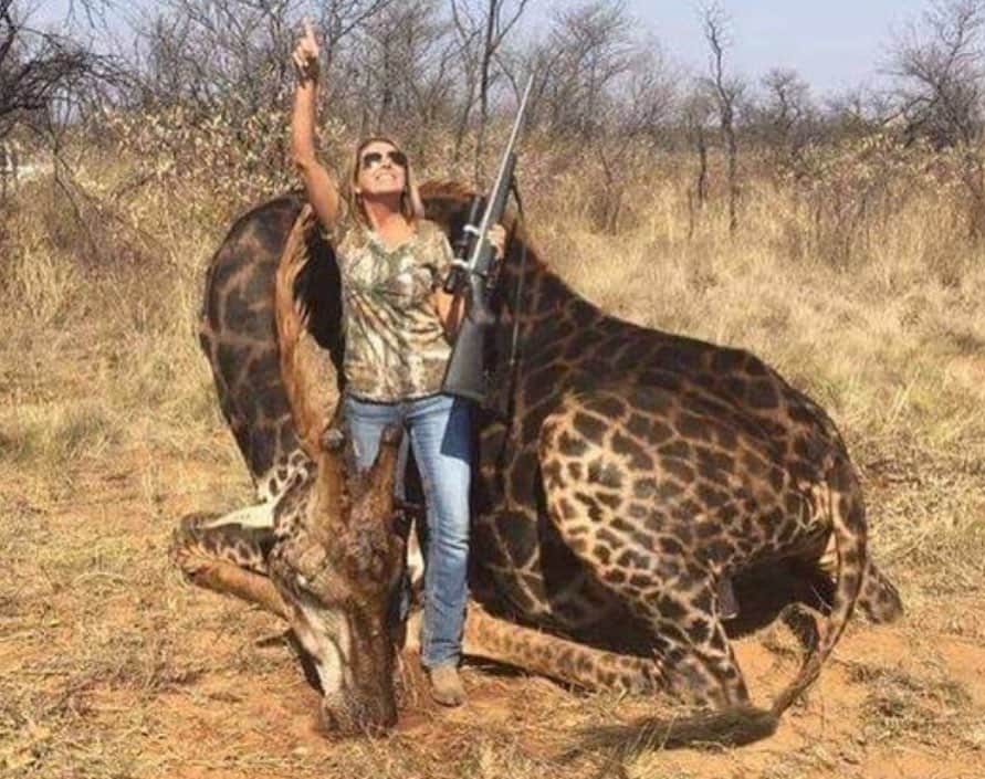 ティモシー・サイクスさんのインスタグラム写真 - (ティモシー・サイクスInstagram)「Repost from @karmagawa ⚠WARNING GRAPHIC IMAGES⚠ Here’s a hunter posing with a rare black giraffe, which she killed in 2018. In 2018, an investigation uncovered that nearly 4,000 giraffe-derived trophies were imported in the U.S. over the last decade. She told CBS News that she made decorative pillows and a gun case out of the giraffe and she also ate some of its meat. She has shown absolutely no remorse for killing this beautiful creature. Hunting a giraffe is legal in South Africa if it has been pre-arranged with a game park. However, this story raises questions about giraffes being killed for trophies, especially given that there are less than 100,000 on the planet, and their population has decreased 40% in just the last 30 years. The controversial business of trophy hunting, in which hunters pay for permission to shoot rare animals, raises large amounts of money And it is often justified with claims about the funds being raised from hunters being put back into animal conservation. The big game industry in South Africa – from hunting to breeding to tourism – is worth $2 billion per year. What are your thoughts on this situation? Please share this post with your followers and let’s all have a civil discussion in the comments below as the world is what we make it! Repost from @natures #savethegiraffes #endextinction #karmagawa」6月11日 10時24分 - timothysykes