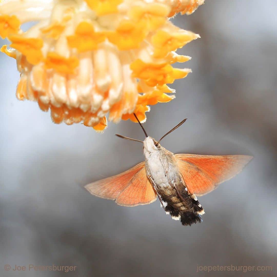 thephotosocietyさんのインスタグラム写真 - (thephotosocietyInstagram)「Photo by @joepetersburger/@thephotosociety // FROM ANY ANGLE // #Hummingbird hawk-moth (Macroglossum stellatarum) hovering in front of #paperbush (Edgeworthia chrysantha) #flowers. No matter what the flower's position is, these creatures will find the way to suck #nectar with their #proboscis mid-air from the flowers. This proboscis is not the longest among hawk-moths, but still longer than its own bodysize. Only about 50 steps from my car, when I parked at the university I am lecturing in #Hungary. No need to travel far away for fantastic experience. Travel less, discover your backyard, reduce your ecological footprint! Please #followme at @joepetersburger to keep up-to-date with my images! #flower #hummingbirdhawkmoth #education #reallifeeducation #discoveryourbackyard #educateandinspire #macro #macrophotography #macrophoto」6月11日 10時36分 - thephotosociety
