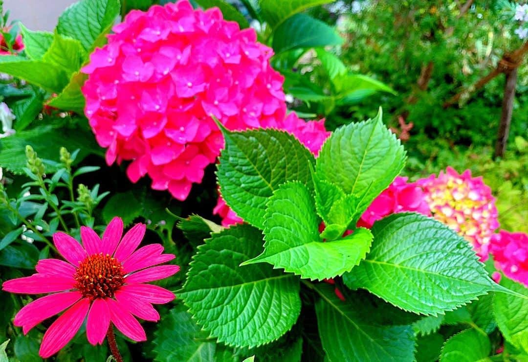 百合華さんのインスタグラム写真 - (百合華Instagram)「昨日の駅構内に咲いていた紫陽花もとっても綺麗だっけど、ここでは色とりどりの紫陽花が美しくお手入れされた中庭を彩ってくれてました✨﻿ ﻿ こんなに沢山の種類の紫陽花を１度に観賞出来るなんて日本は梅雨の時期も素敵な季節なんですね☔️💕﻿ ﻿ 玄界灘ビューは爽快感があって気持ちが良き🥰﻿ ﻿ #福岡県 ﻿ #宗像市 ﻿ #東郷 ﻿ #紫陽花﻿ #色とりどり﻿ #美しい﻿ #中庭﻿ #鑑賞﻿ #梅雨﻿ #玄界灘﻿ #爽快感」6月11日 10時29分 - yurika.lovelily