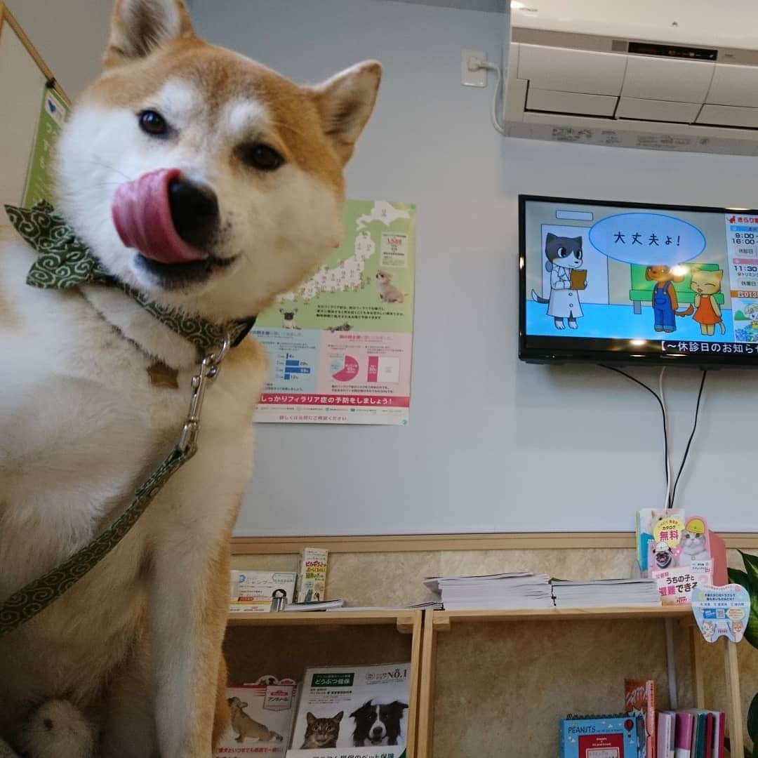 柴犬⭐️サスケのインスタグラム