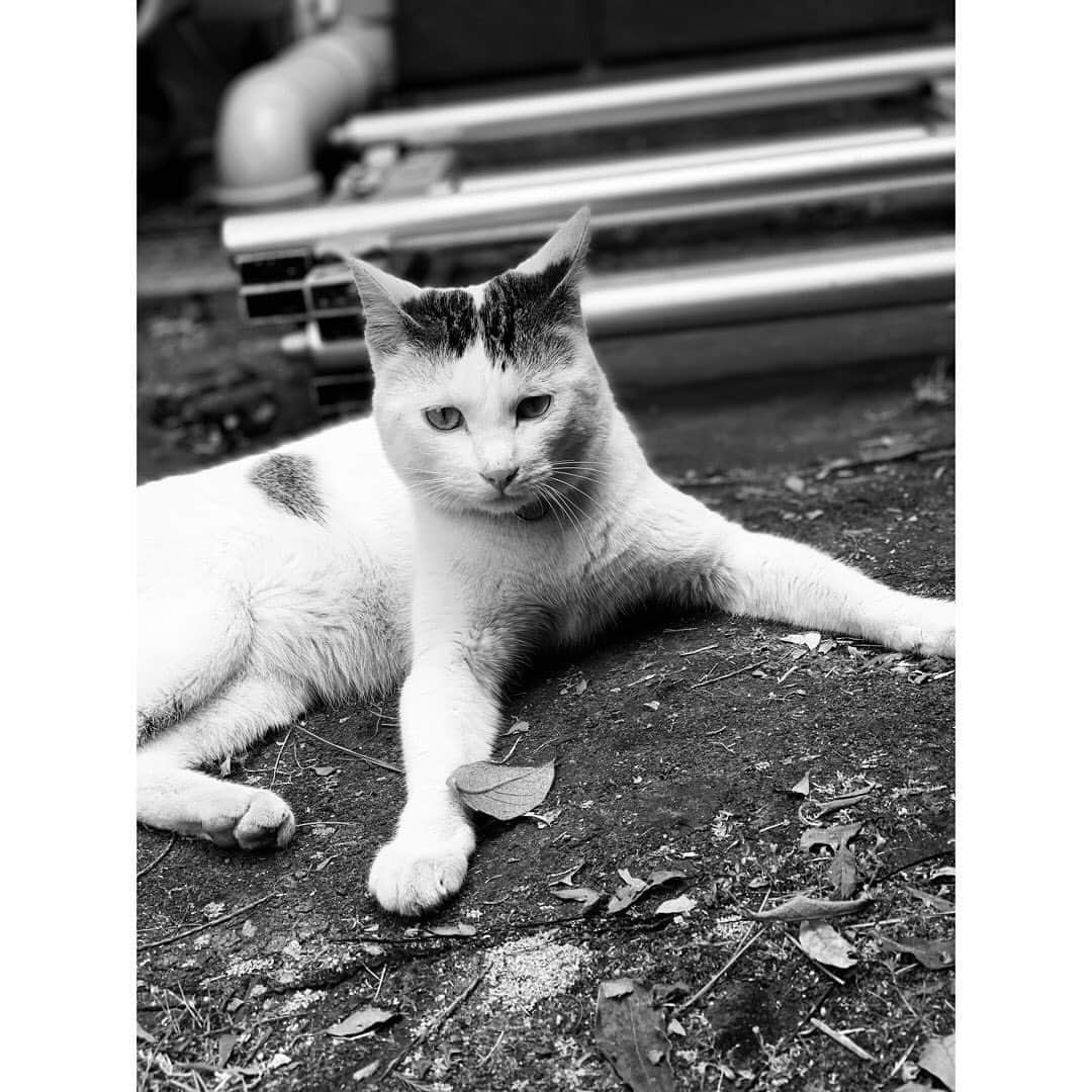 古川毅さんのインスタグラム写真 - (古川毅Instagram)「現場に迷い込んできた猫 猫飼ってる幼馴染の家に、猫アレルギーなのにも関わらず懲りずに遊びに行って、その度に目真っ赤にして眼科行ったもんだ 小さい頃な 押忍、おはようございます」6月11日 10時36分 - tsuyoshifurukawa_227