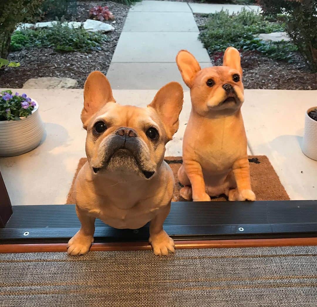Hamlinさんのインスタグラム写真 - (HamlinInstagram)「When your mom makes you go out and play with your derpy doppelgänger. . That’s strange, I’m suddenly in the mood to rearrange all my road cone outfits. Guess I’ll be staying inside. .......... #twinning #derpy」6月11日 11時05分 - hamlin_the_frenchie