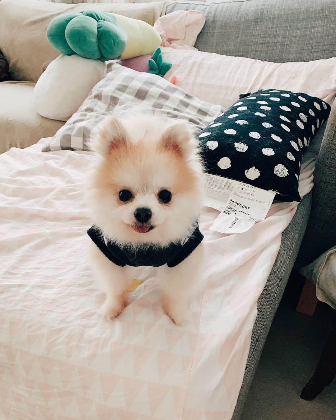r_oseのインスタグラム：「Short legs🐰〰️」