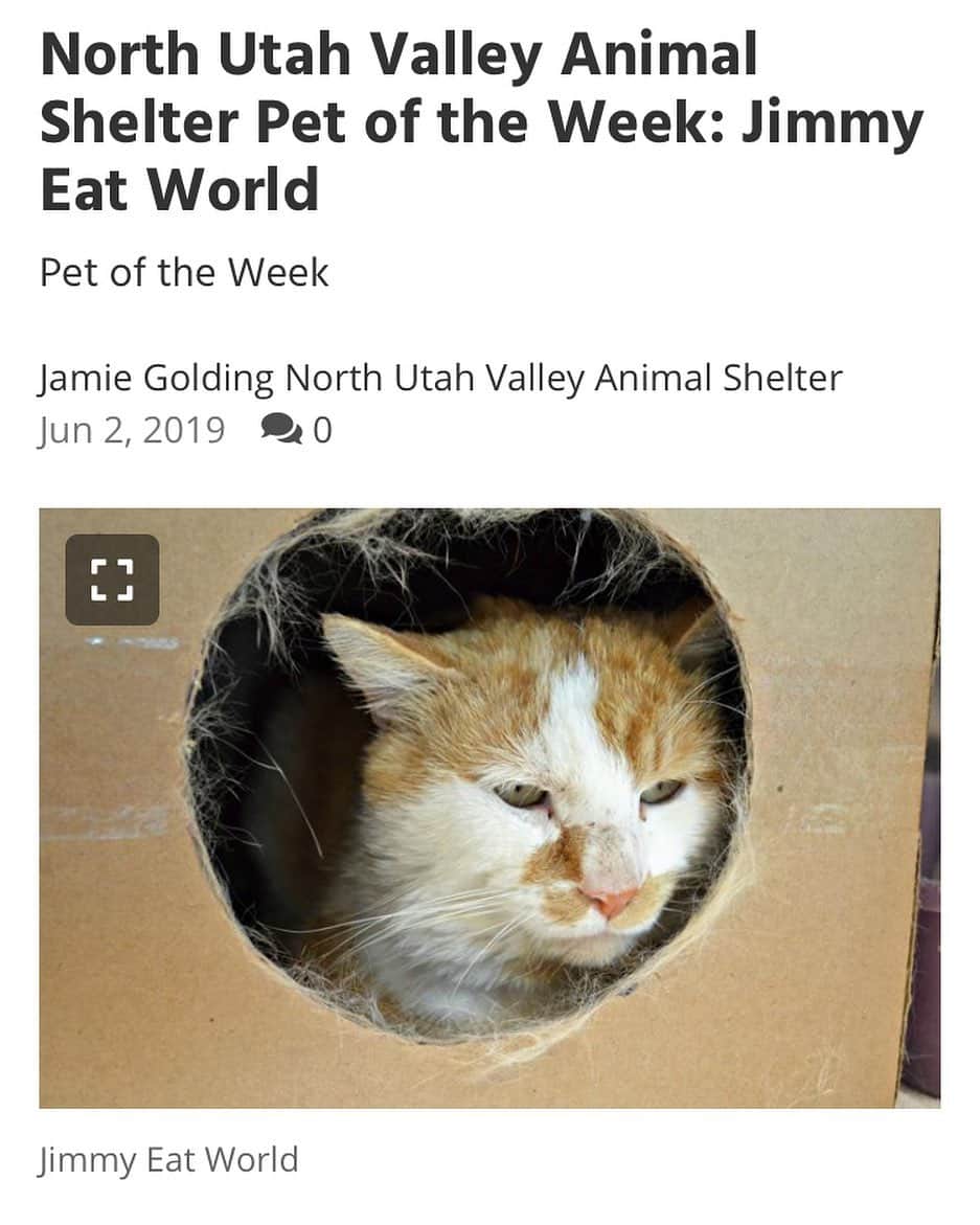 Jimmy Eat Worldのインスタグラム：「From the internet : “... Name: Jimmy Eat World  Gender: Male  Breed: Domestic short-hair  Age: 6-10 years old  Cost: $82 adoption fee  Jimmy Eat World is about 6-10 years old. He has been up for adoption since May 16. He looks a bit rough around the edges and he pretends to be all stoic and tough, but is a big softie. He loves having his ears scratched. He prefers not to be held for long, though, and likes attention more on his terms than all the time. He is very food motivated and that is the fastest way to earn his love.  For more information, contact the North Utah Valley Animal Shelter at (801) 785-3442 or visit us online at http://northutahvalleyanimalshelter.org.”」