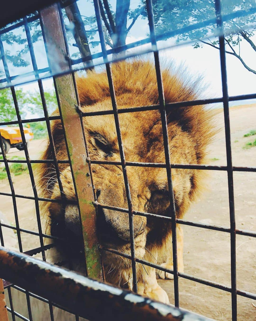 スザンヌさんのインスタグラム写真 - (スザンヌInstagram)「昨日は振替でおやすみだった息子🙋‍♂️﻿ なにしようか？鶴屋いく？←何かあれば鶴屋😂笑﻿ ﻿ とか言ってたんだけど、﻿ 早起きしたし、﻿ 天気もいいし、行っちゃおうか🚍ってことでずっと行きたがってた﻿ サファリパーク🦁へ🚩﻿ ﻿ 思わず変顔しちゃう喜びっぷりで﻿ 来てよかったぁ！﻿ ﻿ 熊に見えない熊さん🐻ジャングルバス🚌に乗ってライオン🦁象🐘熊🐻他にもたくさんの動物の迫力に圧倒されたりご飯あげたりしながら﻿ 息子もわたしも大はしゃぎで楽しみました🙆‍♀️﻿ ﻿ 前に来たときはまだ赤ちゃんだったから怖くてライオンにお肉あげれなかったけど、今回はちゃんとあげれて、お兄ちゃんになったねって﻿ 自分で言ってました😂笑笑﻿ ﻿ はい、おっしゃる通りです👏﻿ #アフリカンサファリ」6月11日 12時32分 - suzanneeee1028