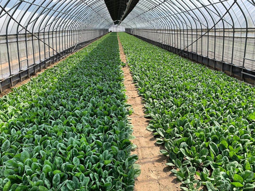 福岡超新鮮野菜/フレラボ薬院店のインスタグラム：「高さを均等にする為に農家さんそれぞれに技があるそうです🤔🌟 . . #ハウス#農業#農家#とどける株式会社#福岡」