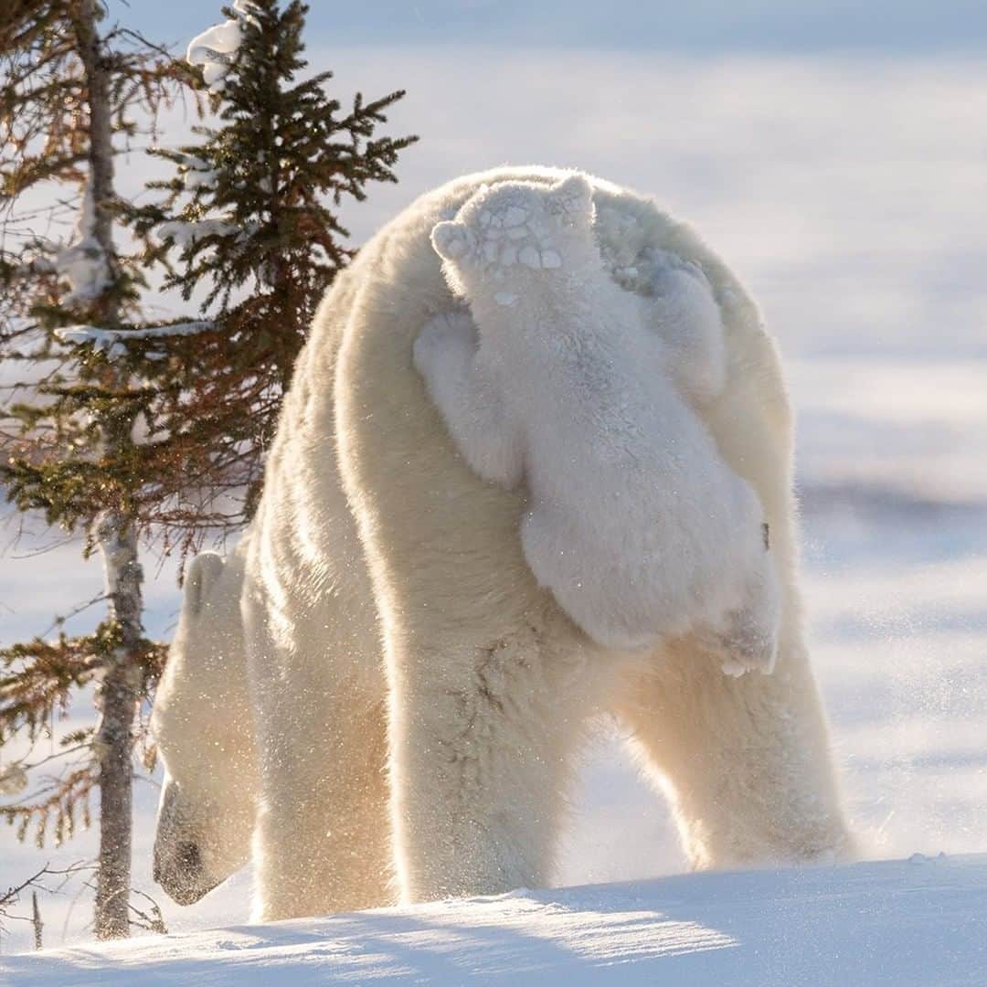 National Geographic Travelさんのインスタグラム写真 - (National Geographic TravelInstagram)「Photo by @DaisyGilardini | “Hitching a ride” - In this particular episode a mother was resting with her two young cubs in a day den on her way to the pack ice to hunt. Day dens tend to be in wind-protected areas, where snowdrifts and trees form a natural shelter. She stayed there for several hours before she suddenly decided it was time to leave. She flopped downhill in deep snow when one of her two cubs decided it was more convenient to hitch a ride on mama’s behind. The cub jumped up and held on with a firm bite on mama’s furry backside — a charming and totally unexpected behaviour. Wildlife photography is all about patience and perseverance. Despite the challenging conditions and long hours waiting for something to happen, the experience of witnessing something so rare is beyond price. Follow me @DaisyGilardini for more images and stories behind the scenes #polarbear #wapusknationalpark #climatechange #gratitude」6月11日 13時02分 - natgeotravel
